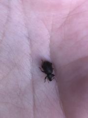 Otiorhynchus rugosostriatus