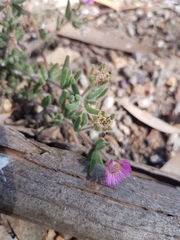 Drosanthemum hispifolium
