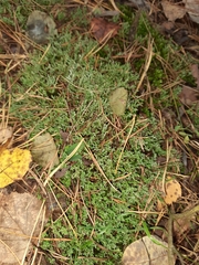Cladonia furcata