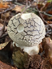 Amanita excelsa