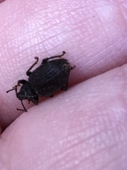 Otiorhynchus rugosostriatus