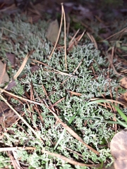 Cladonia furcata