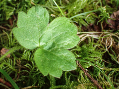 Ranunculus uncinatus