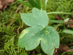 Ranunculus uncinatus