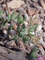 Drosanthemum hispifolium