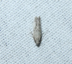 Battaristis nigratomella