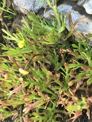 Cotula coronopifolia