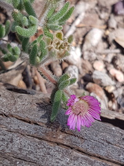 Drosanthemum hispifolium