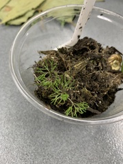 Ranunculus flabellaris