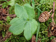 Ranunculus uncinatus