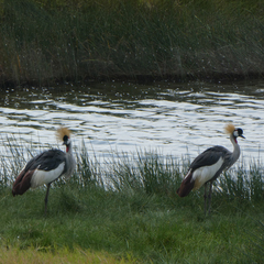 Balearica regulorum