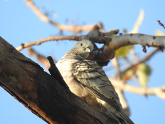 Geopelia placida