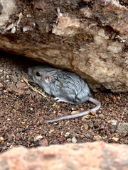 Peromyscus sonoriensis