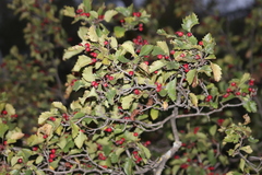 Crataegus chrysocarpa