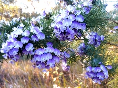 Psoralea