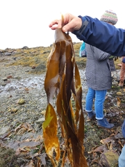 Laminaria digitata