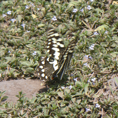 Papilio demodocus