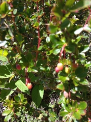 Berberis morrisonensis