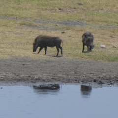 Phacochoerus africanus massaicus