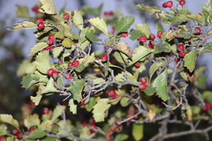 Crataegus chrysocarpa
