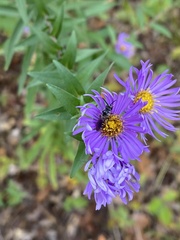 Lasioglossum fuscipenne