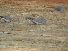 Geopelia cuneata