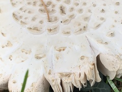 Amanita echinocephala