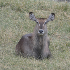 Kobus ellipsiprymnus