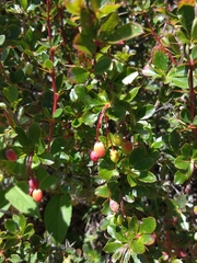 Berberis morrisonensis