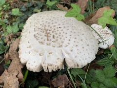 Amanita echinocephala