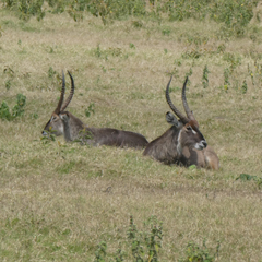 Kobus ellipsiprymnus