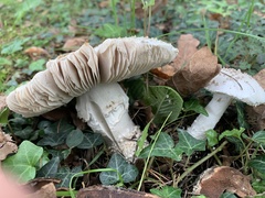 Amanita echinocephala