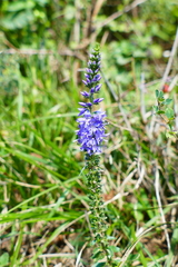 Veronica barrelieri