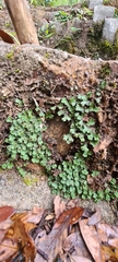 Marchantia