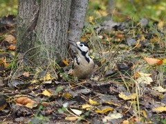 Dendrocopos syriacus