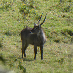 Kobus ellipsiprymnus
