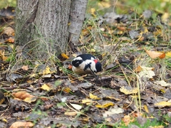 Dendrocopos syriacus