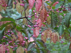 Euonymus atropurpureus