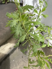 Senecio squalidus