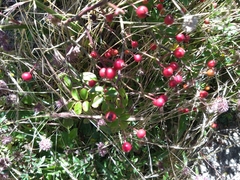 Rosa transmorrisonensis