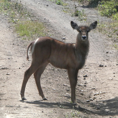 Kobus ellipsiprymnus