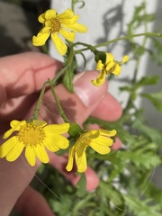 Senecio squalidus