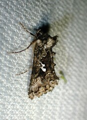Syngrapha alias