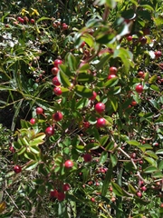 Rosa transmorrisonensis