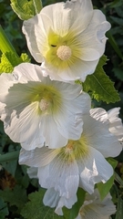Alcea rosea
