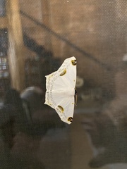 Sericoptera
