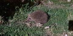 Erinaceus concolor