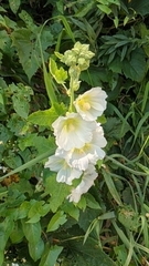 Alcea rosea