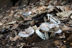 Russula parazurea