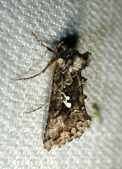 Syngrapha alias